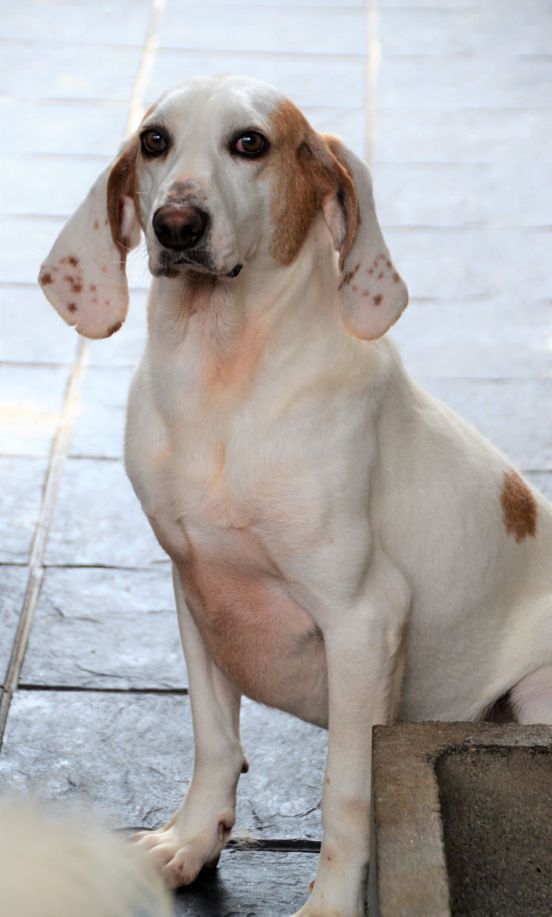 Rabo Loco - Imagen 3