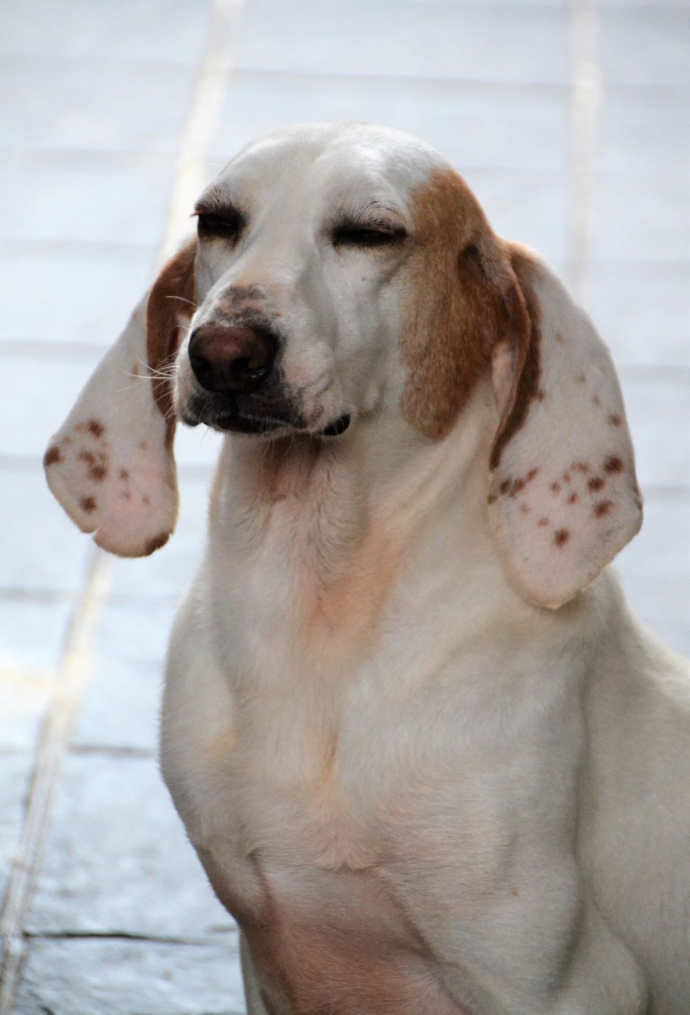 Rabo Loco - Imagen 4