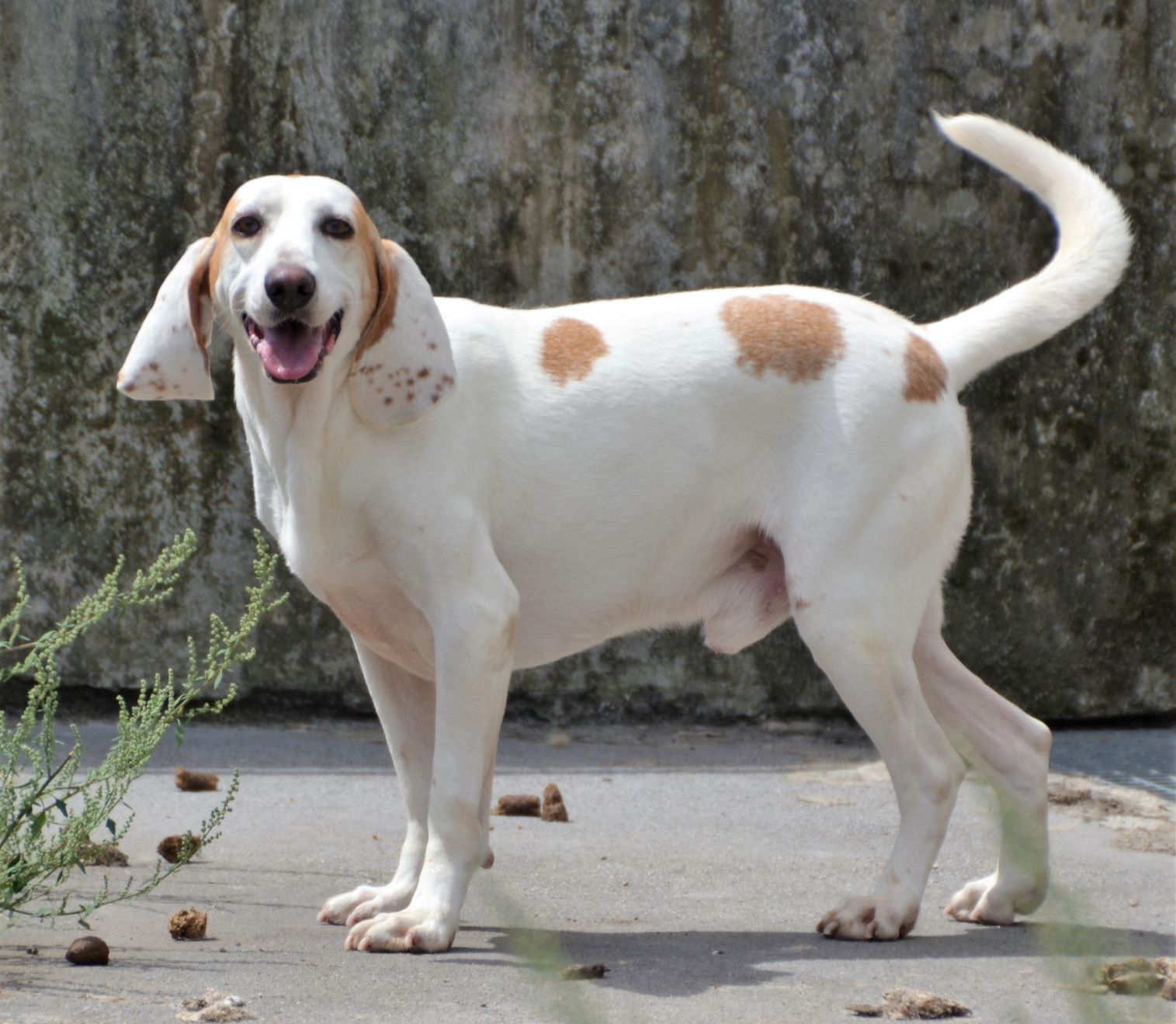 Rabo Loco - Imagen 5