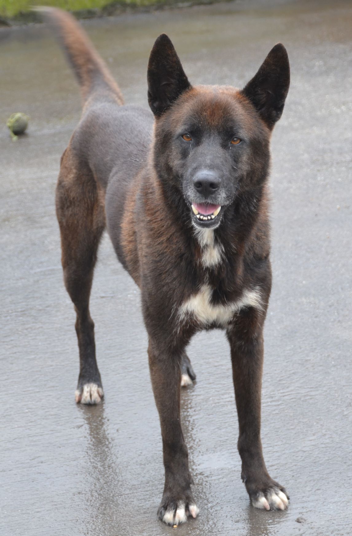 Napoleón - Imagen 3