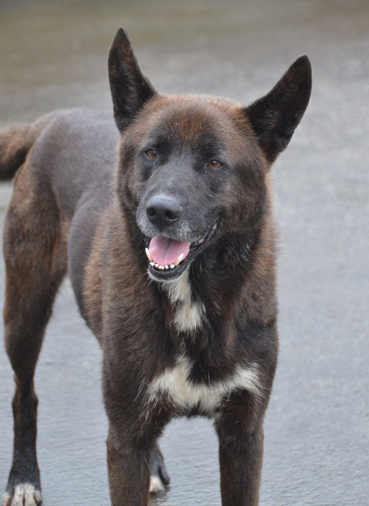 Napoleón - Imagen 4