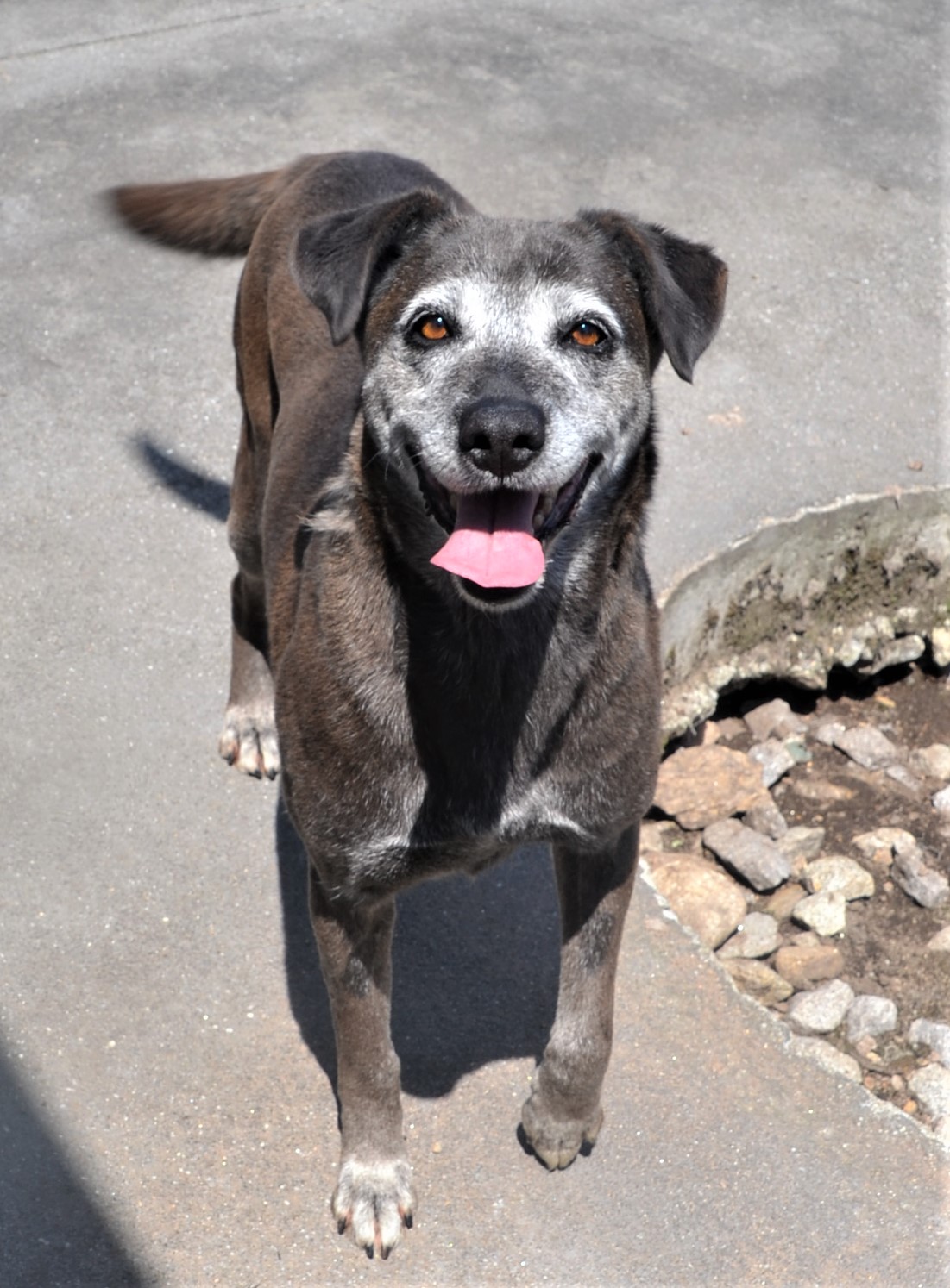 Cantarela - Imagen 3