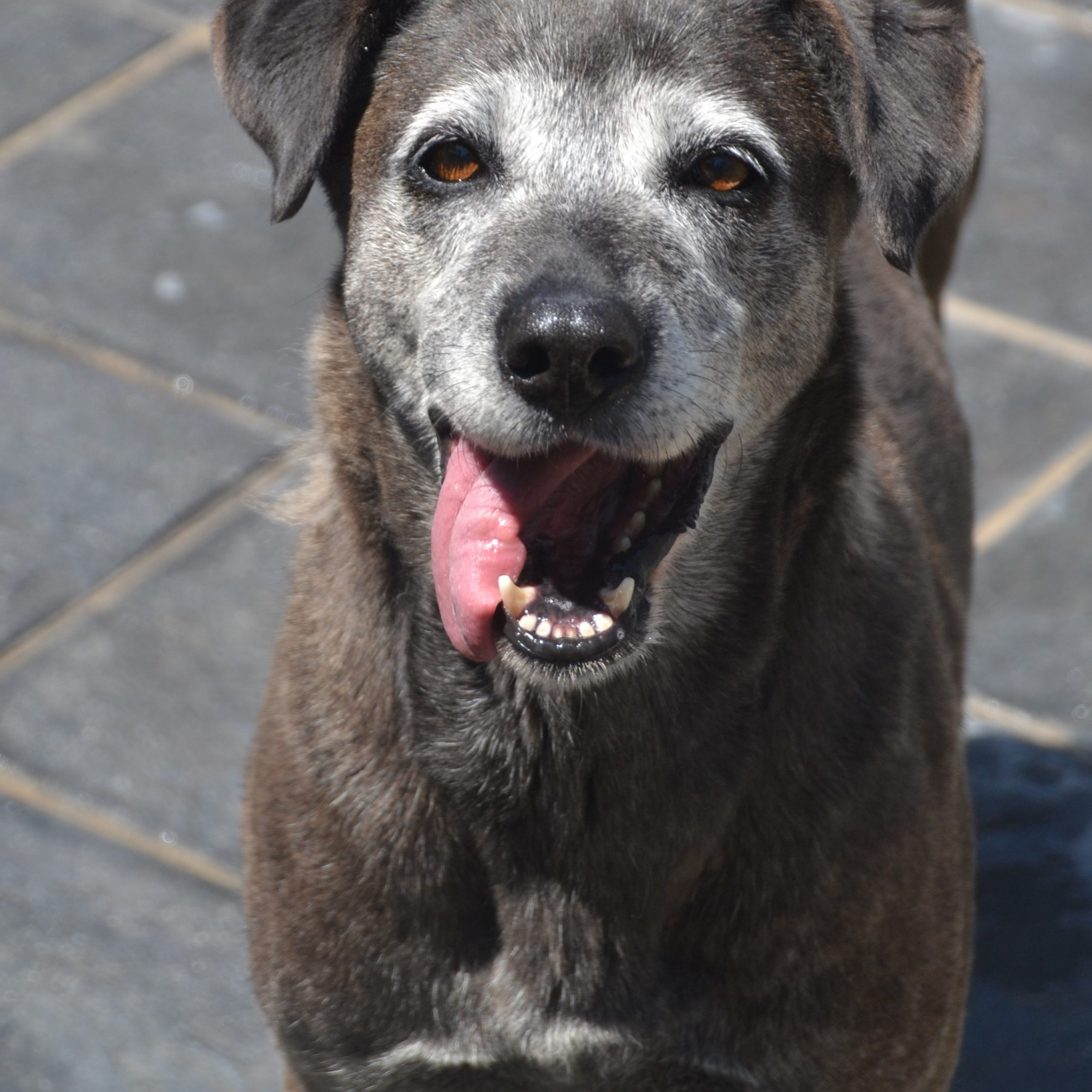 Cantarela - Imagen 2