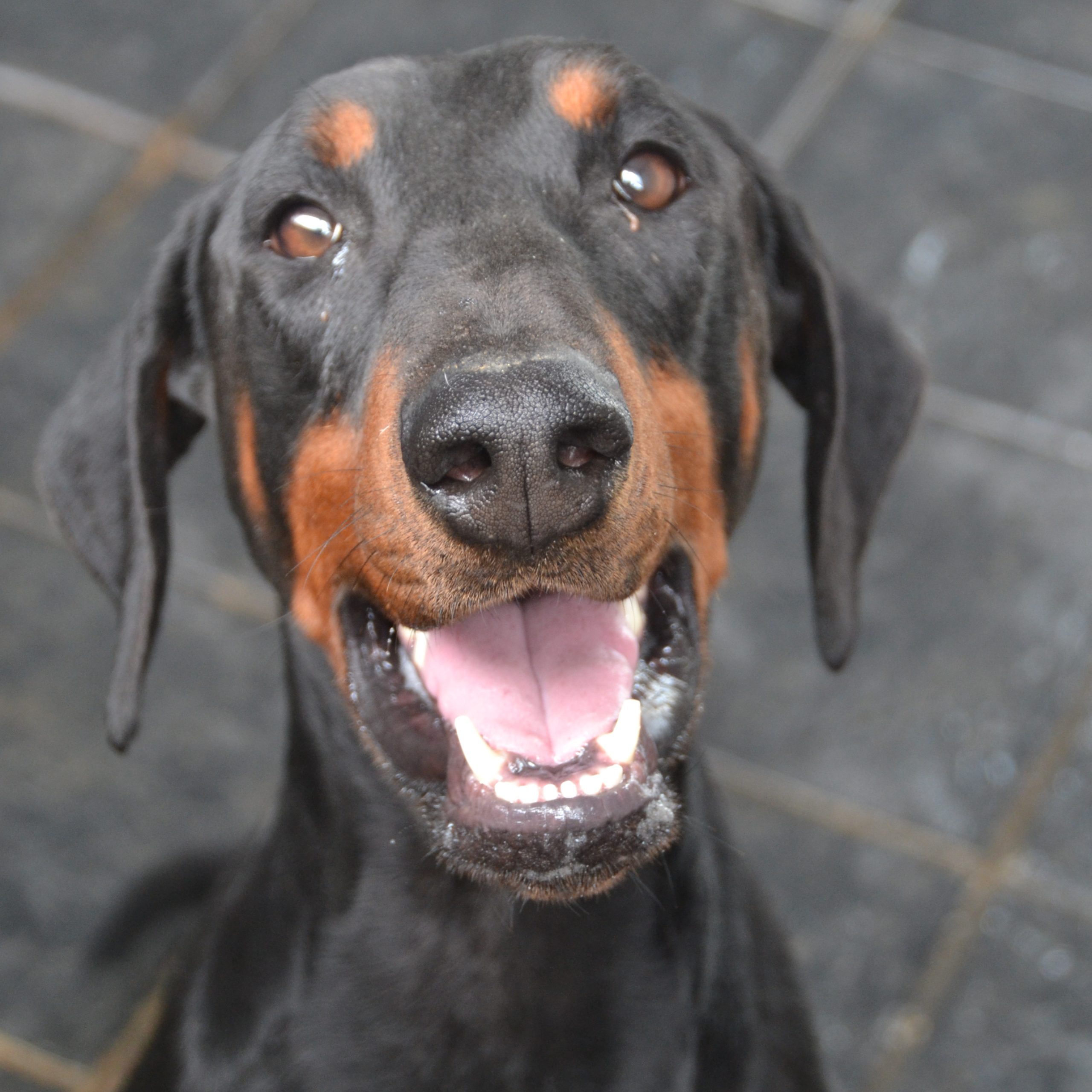 Dobi