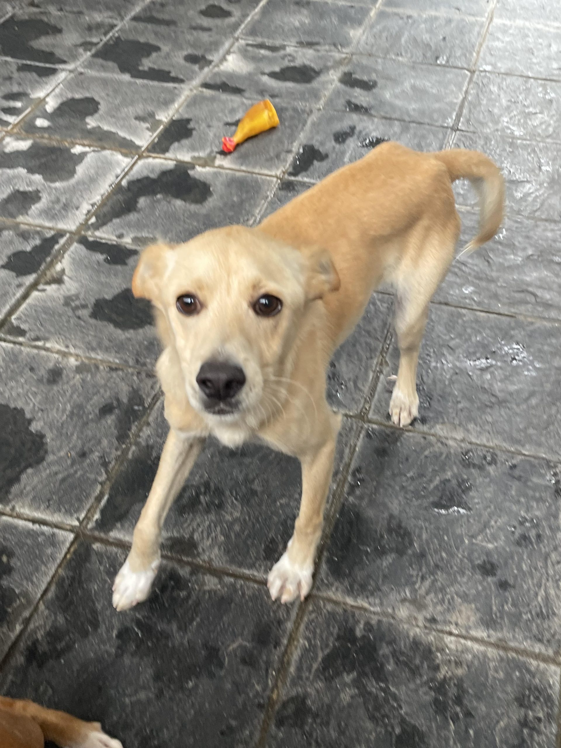 Mini Varus - Imaxe 2