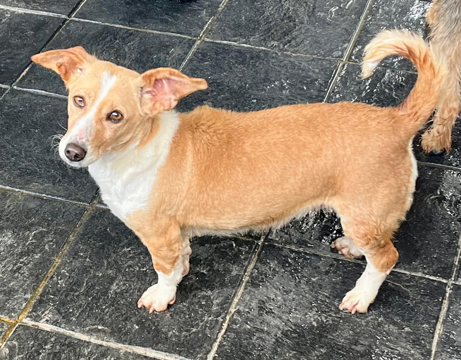 Sole Paticas - Imaxe 2