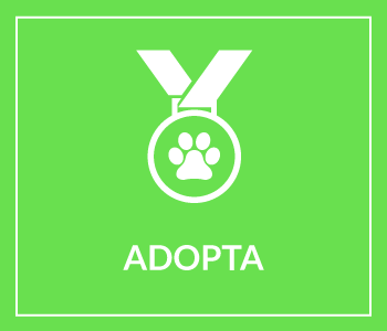 adopta-menu-2